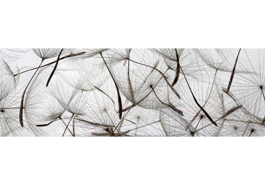 Keittiön välitila Dandelion Seeds 260x60 cm