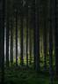 Juliste Woods