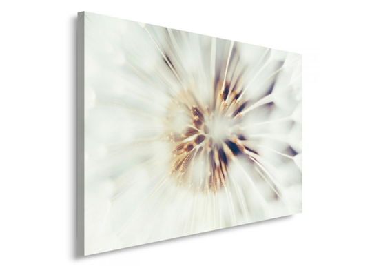 Taulu Dandelion 80x120 cm