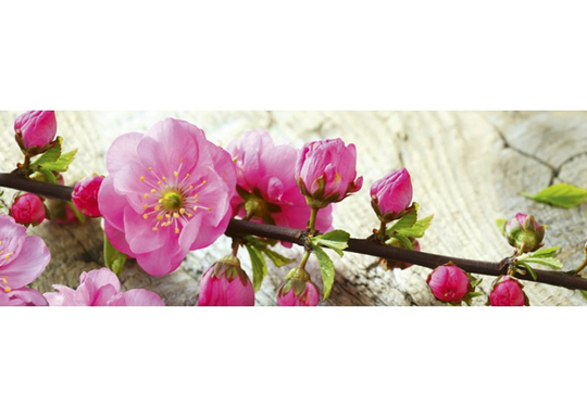 Keittiön välitila Sakura 180x60 cm