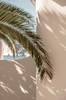 Juliste Palmleaf