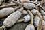 Juliste Waste