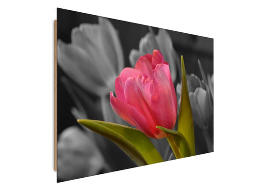 Taulu Red tulip 80x120 cm