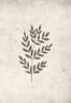 Juliste Spring leaf