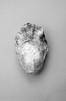 Juliste Oyster 1