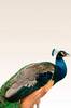 Juliste Peacock On Beige