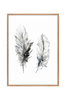 Taulu Cozy Feathers 3