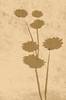 Juliste Flower art