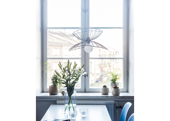 Kattovalaisin Ray
