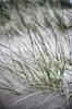 Juliste Wild straws