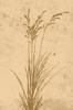 Juliste Plant art