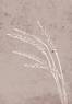 Juliste Seeds