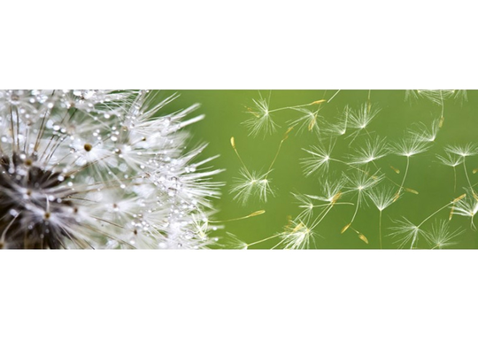 Keittiön välitila Dandelion 350x60 cm