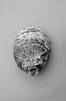 Juliste Oyster 3