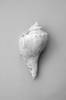Juliste Shell