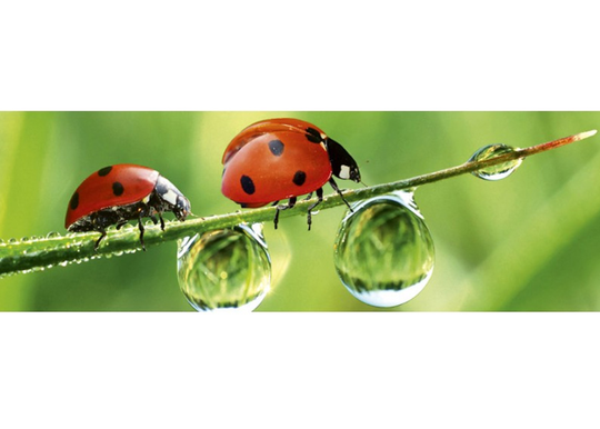 Keittiön välitila Ladybird 350x60 cm
